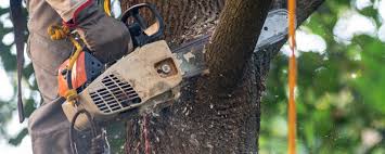 Best Tree Risk Assessment  in Rapid City, SD