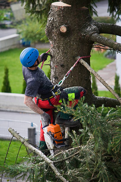 How Our Tree Care Process Works  in  Rapid City, SD