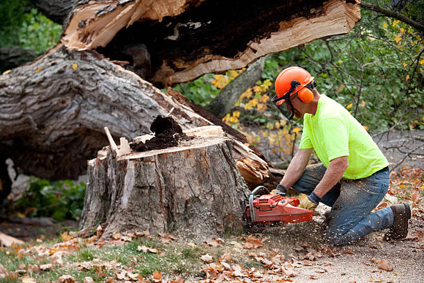 Best Lot and Land Clearing  in Rapid City, SD