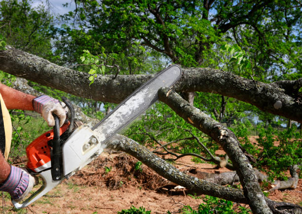 Leaf Removal in Rapid City, SD